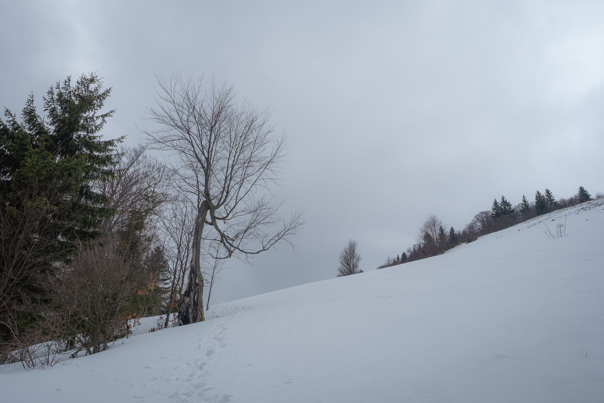 Osnica z Lučivnej (Malá Fatra)