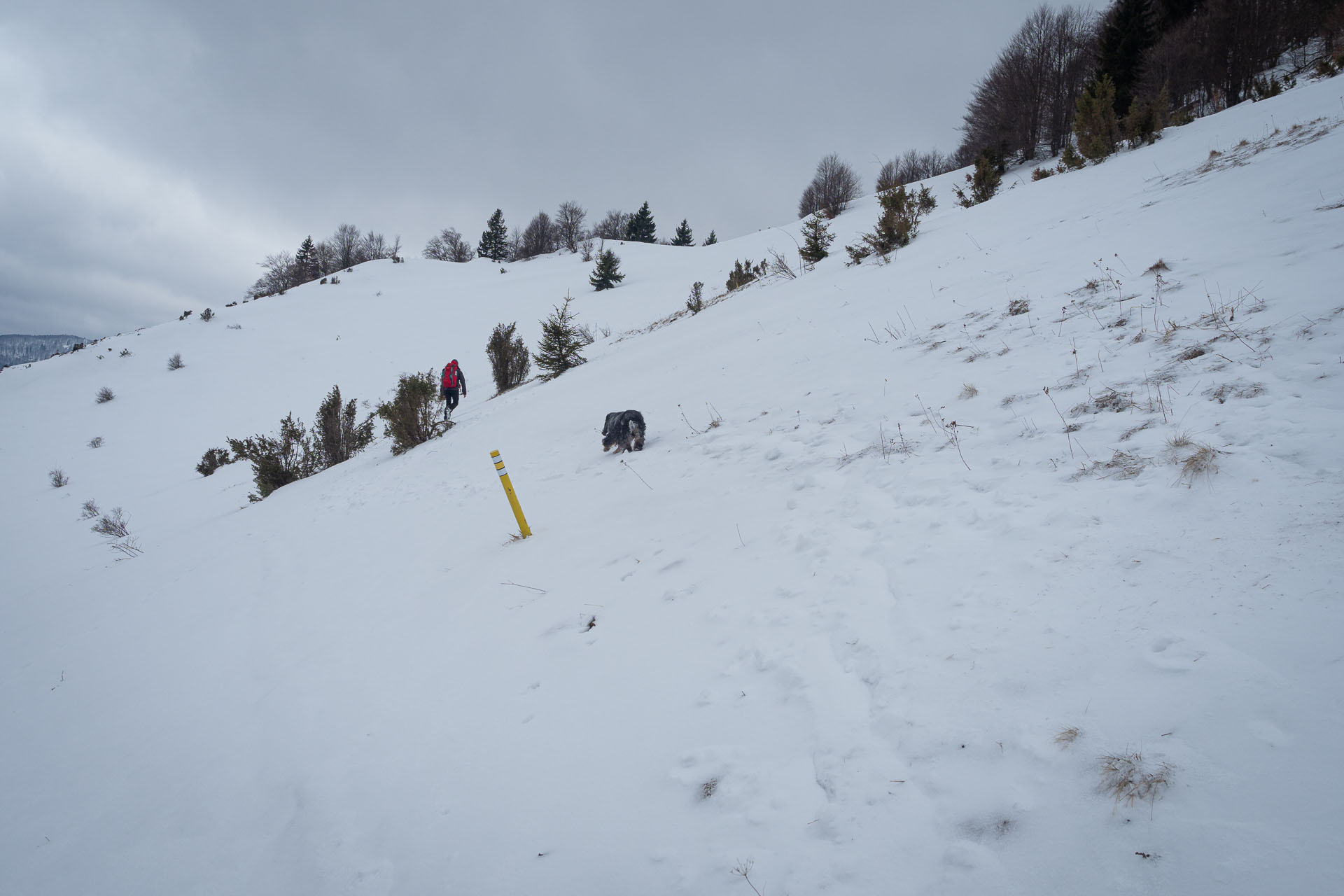 Osnica z Lučivnej (Malá Fatra)