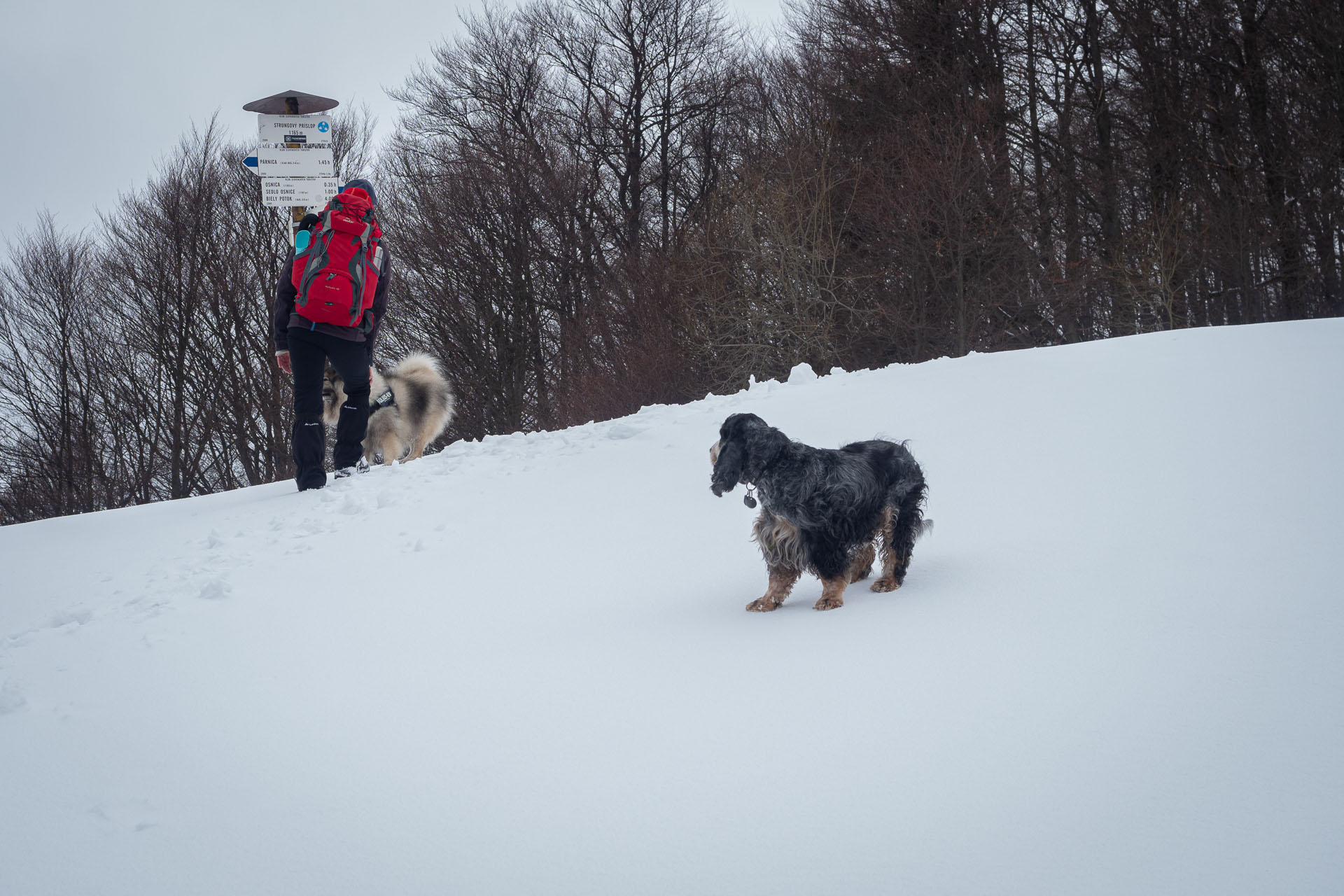 Osnica z Lučivnej (Malá Fatra)