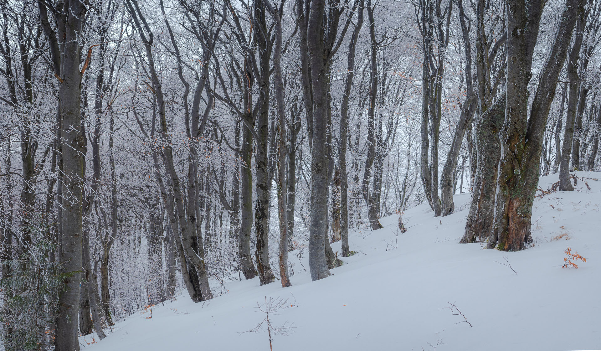 Osnica z Lučivnej (Malá Fatra)