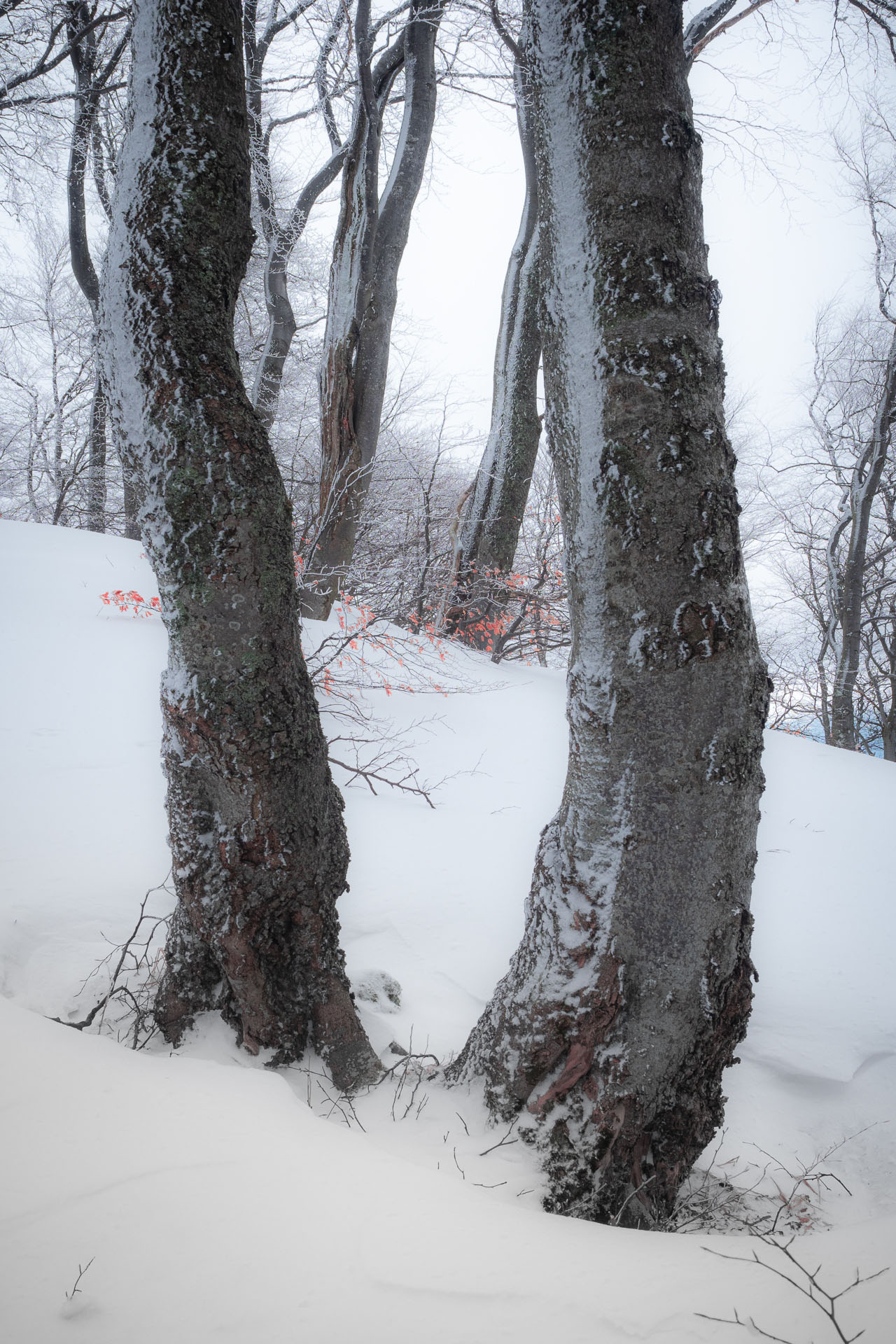 Osnica z Lučivnej (Malá Fatra)