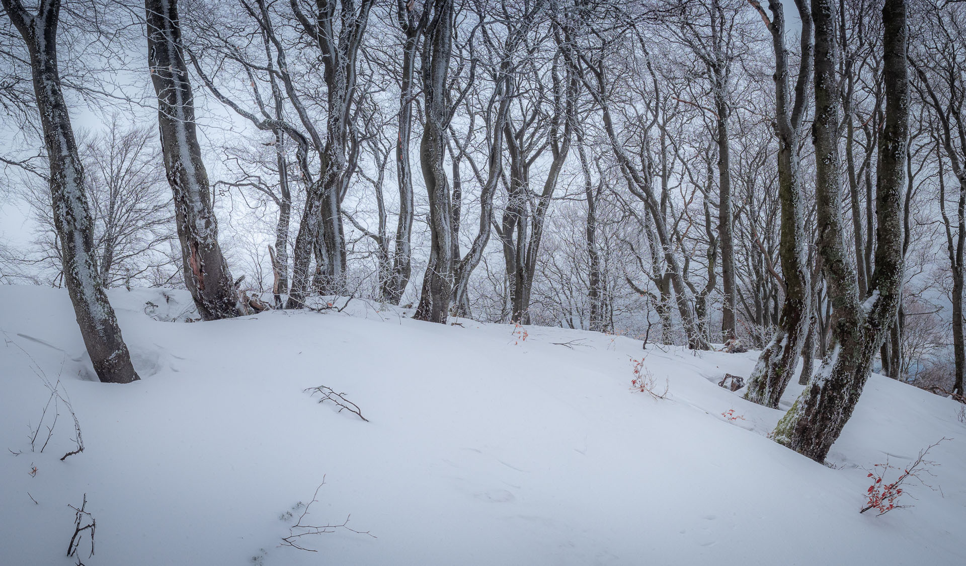 Osnica z Lučivnej (Malá Fatra)