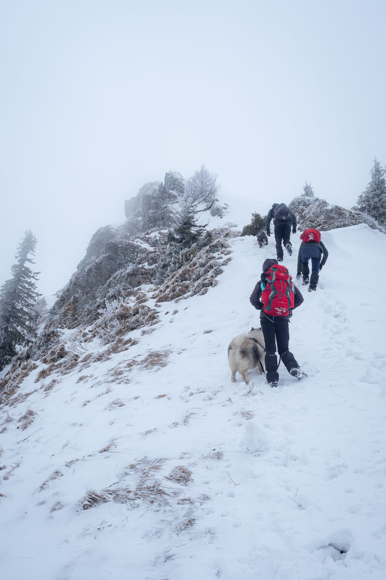 Osnica z Lučivnej (Malá Fatra)