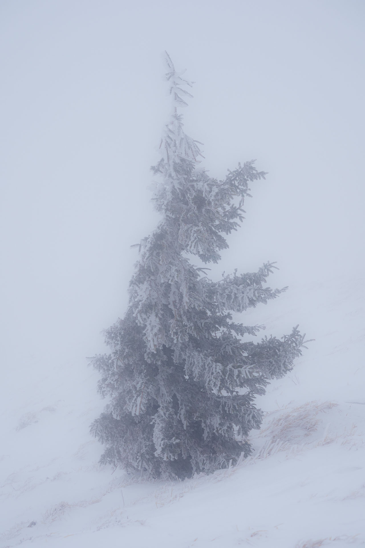 Osnica z Lučivnej (Malá Fatra)