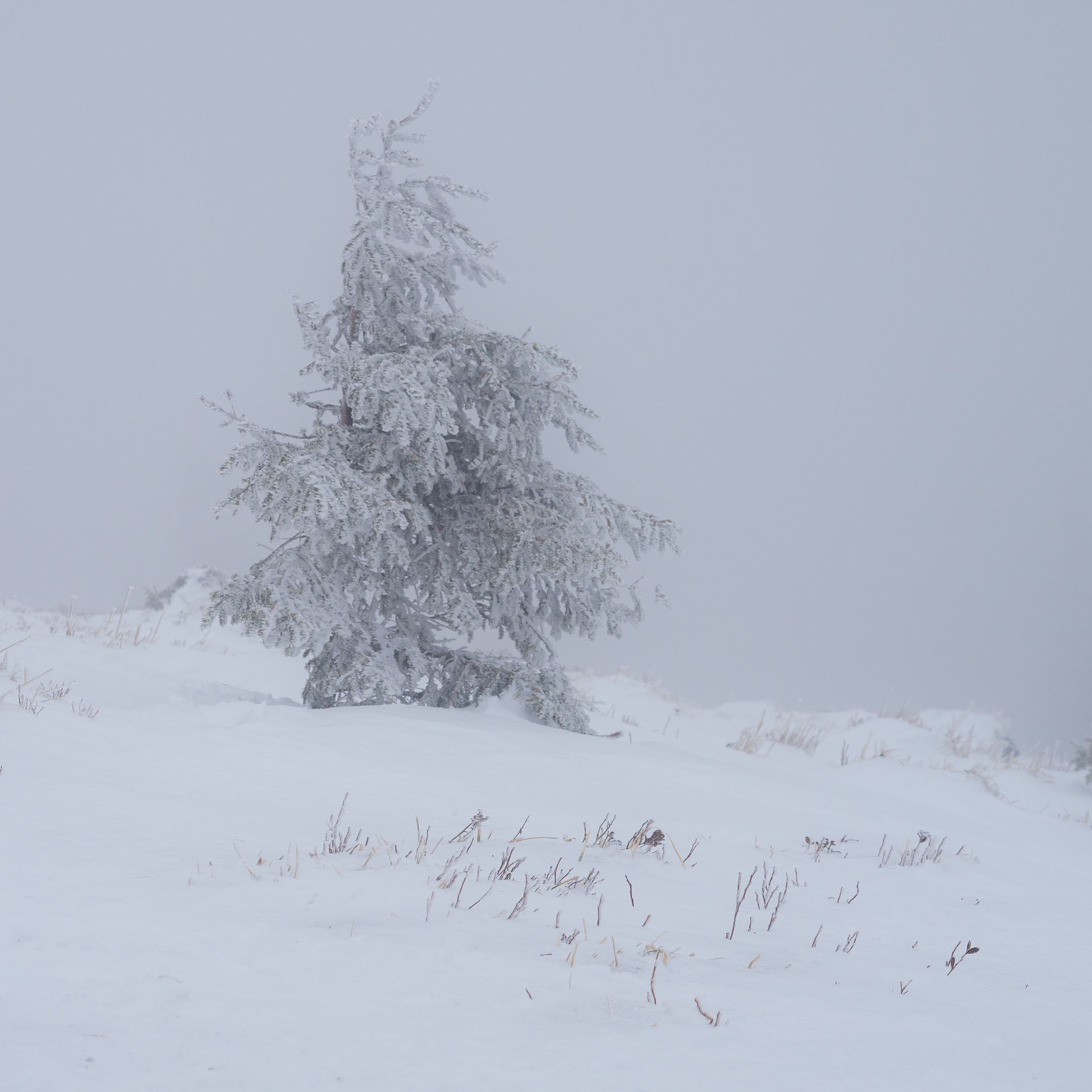 Osnica z Lučivnej (Malá Fatra)