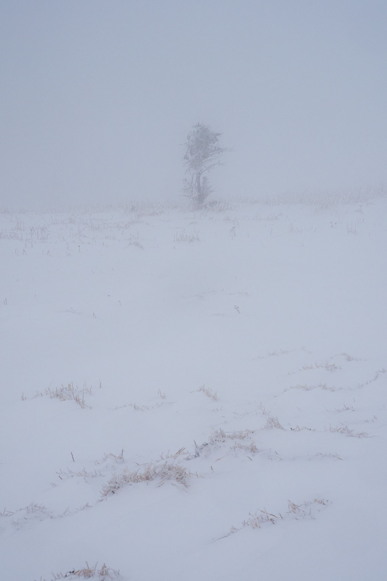 Osnica z Lučivnej (Malá Fatra)