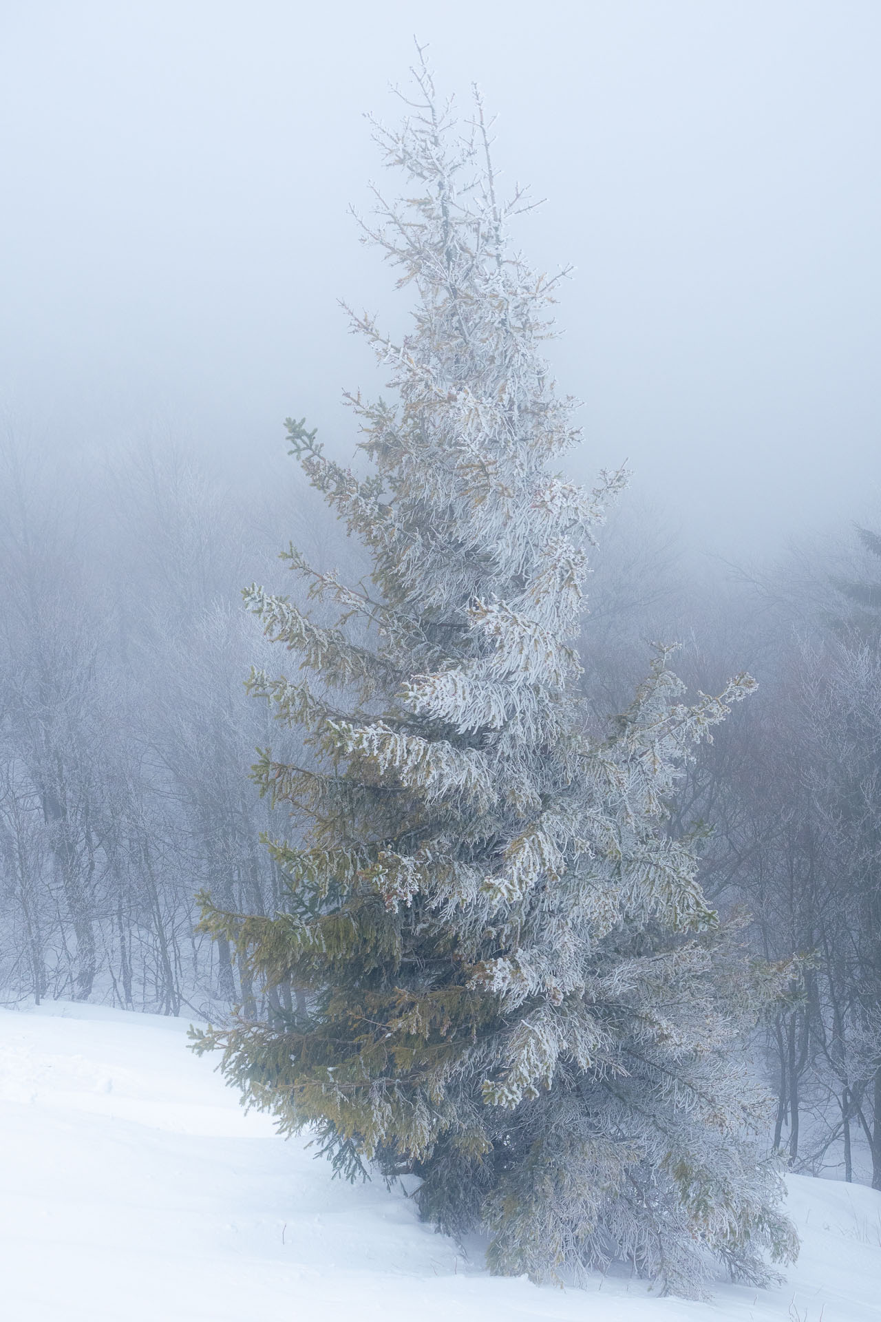 Osnica z Lučivnej (Malá Fatra)