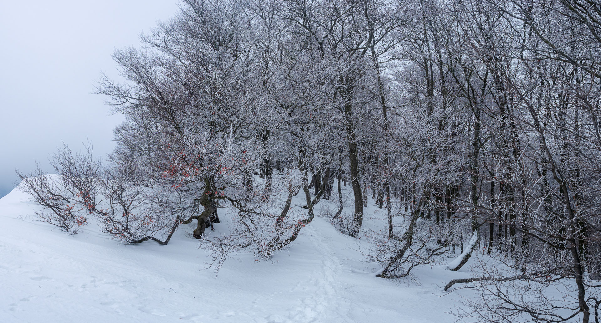 Osnica z Lučivnej (Malá Fatra)