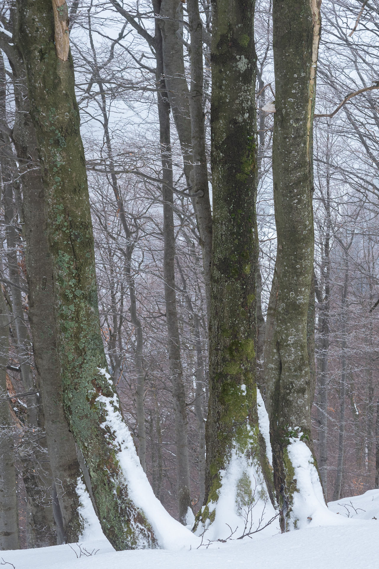 Osnica z Lučivnej (Malá Fatra)