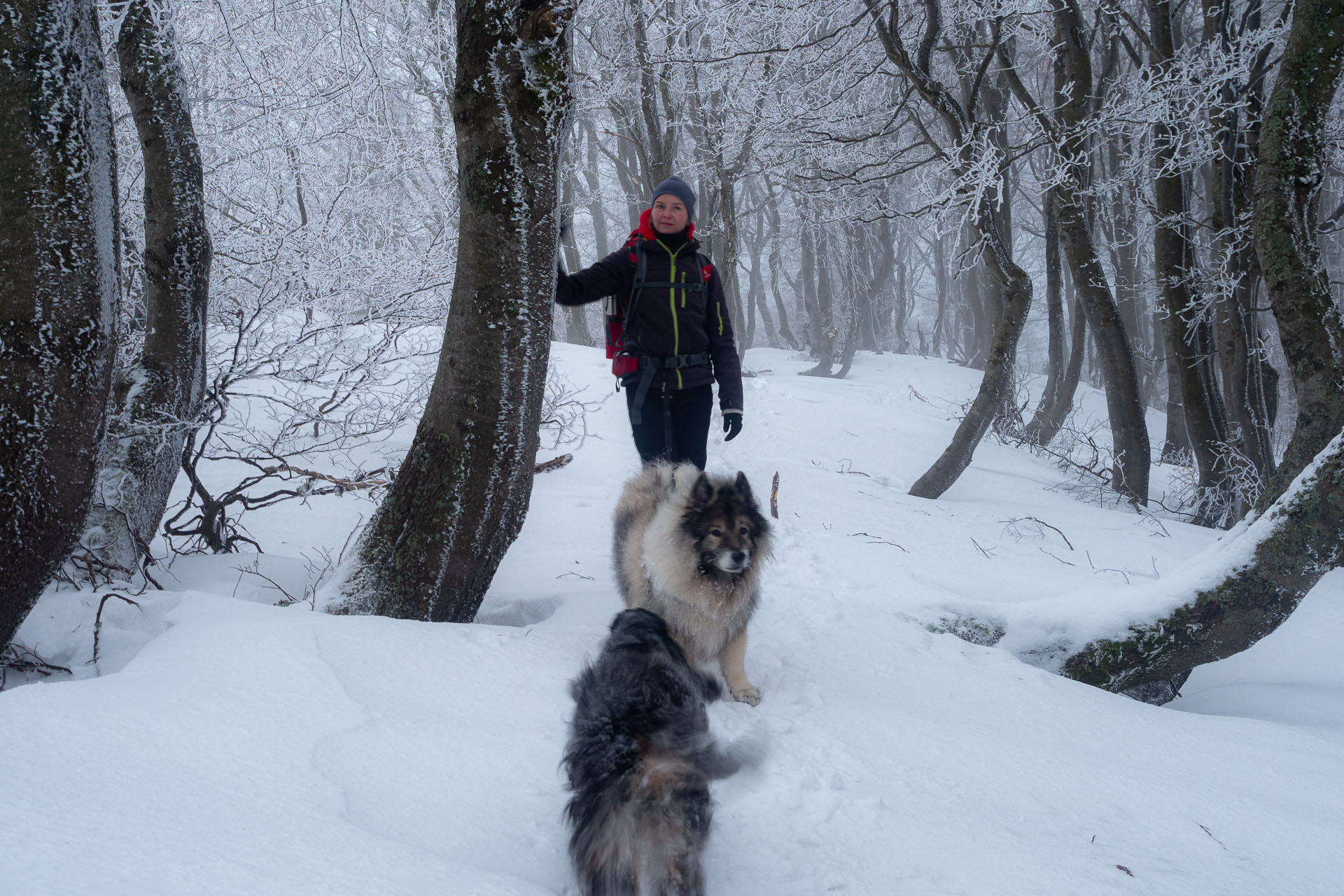 Osnica z Lučivnej (Malá Fatra)