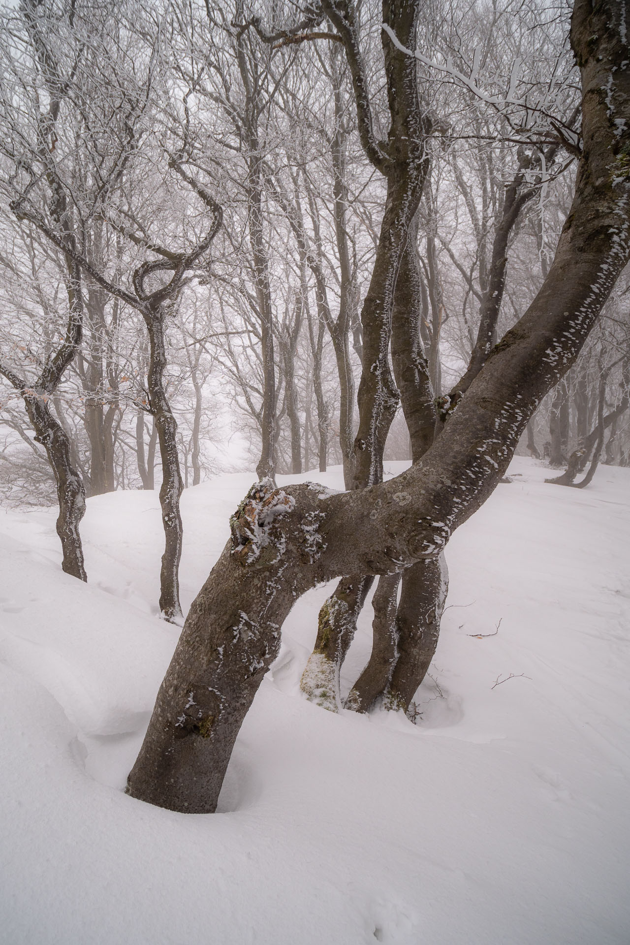 Osnica z Lučivnej (Malá Fatra)