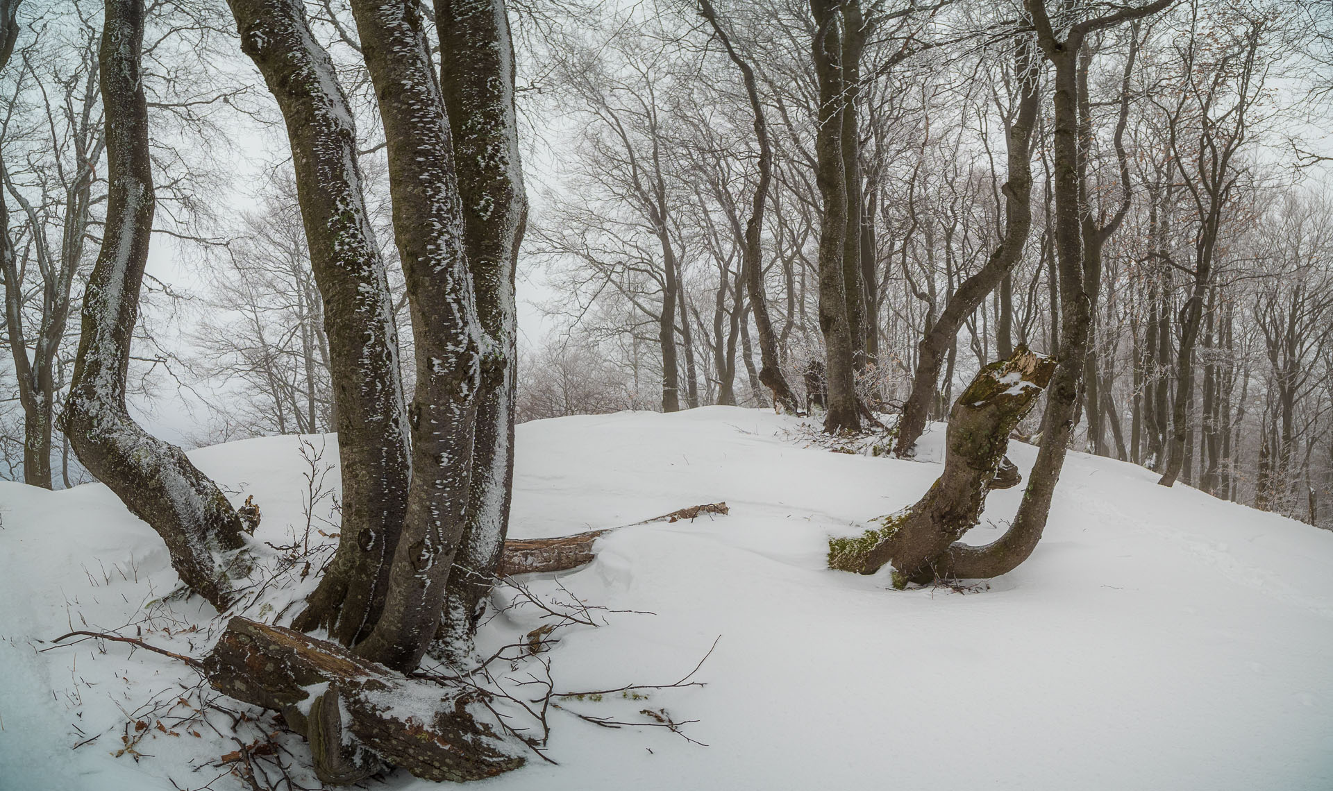 Osnica z Lučivnej (Malá Fatra)