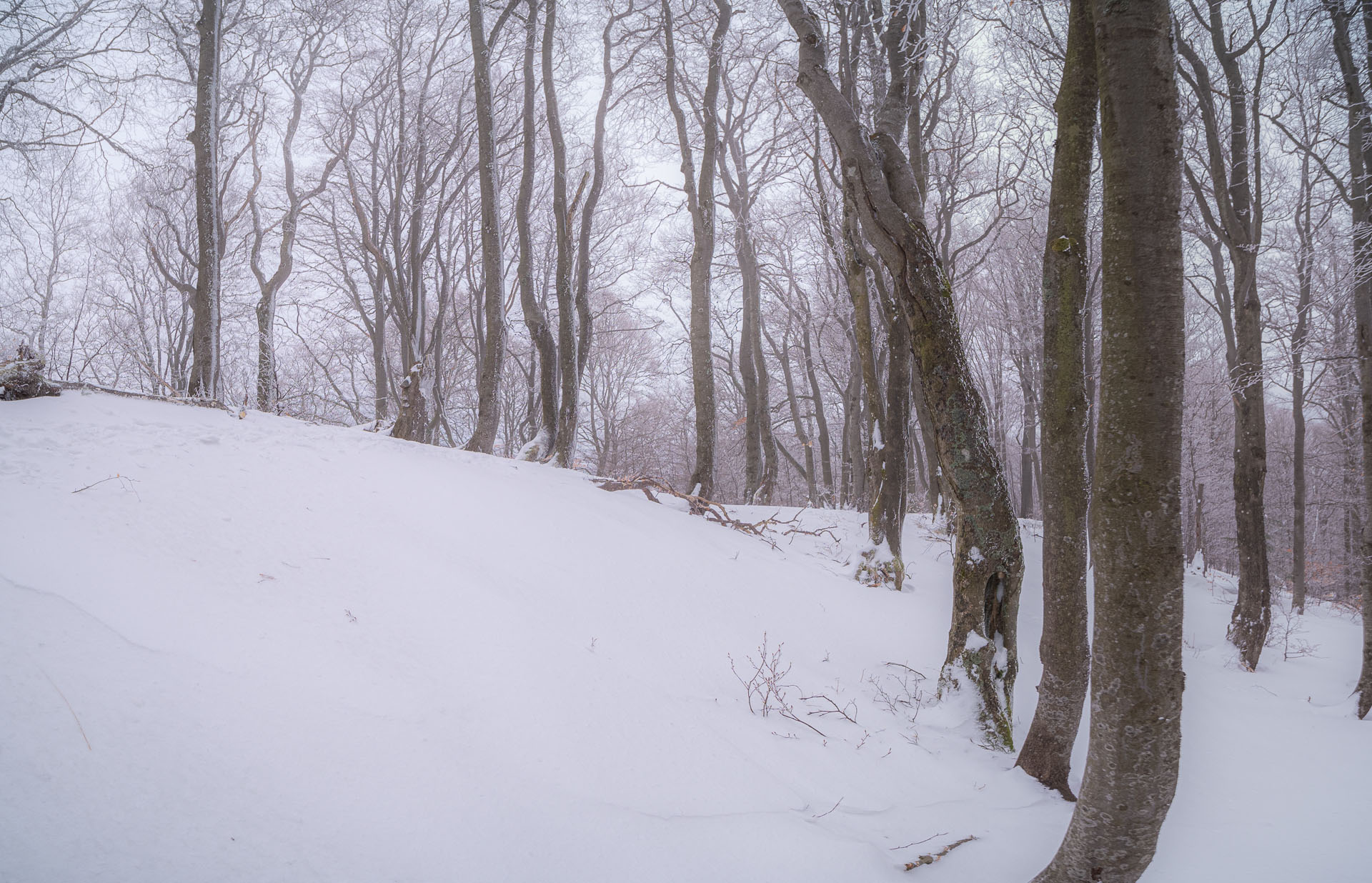 Osnica z Lučivnej (Malá Fatra)