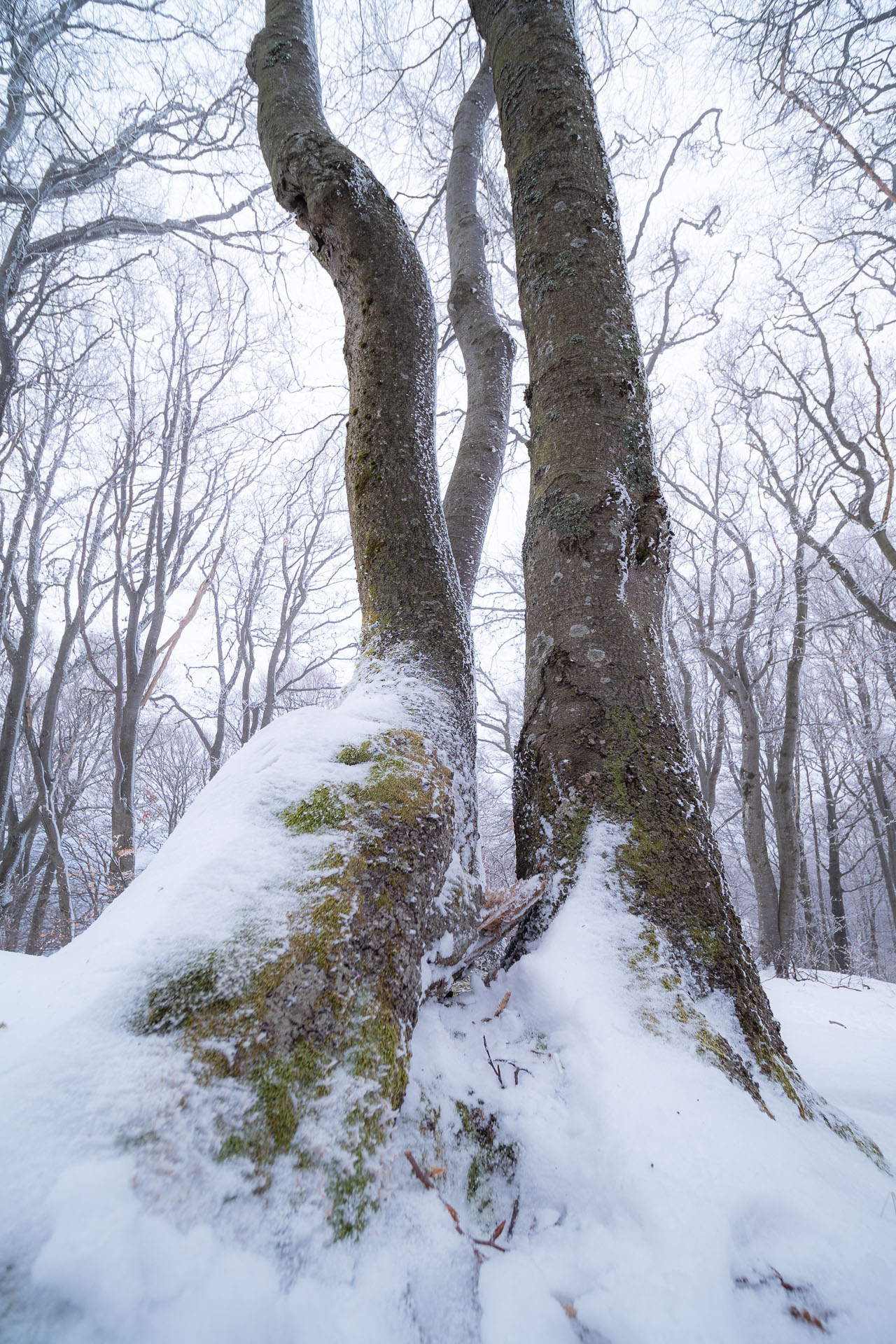 Osnica z Lučivnej (Malá Fatra)