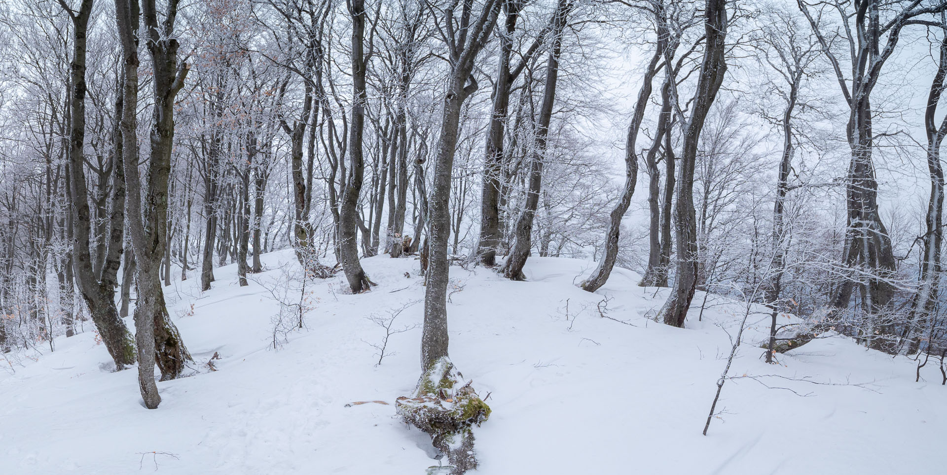 Osnica z Lučivnej (Malá Fatra)