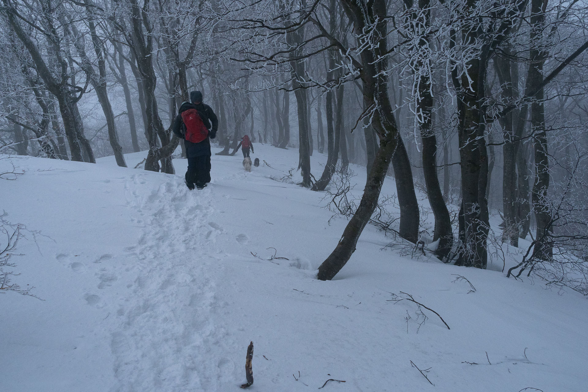 Osnica z Lučivnej (Malá Fatra)