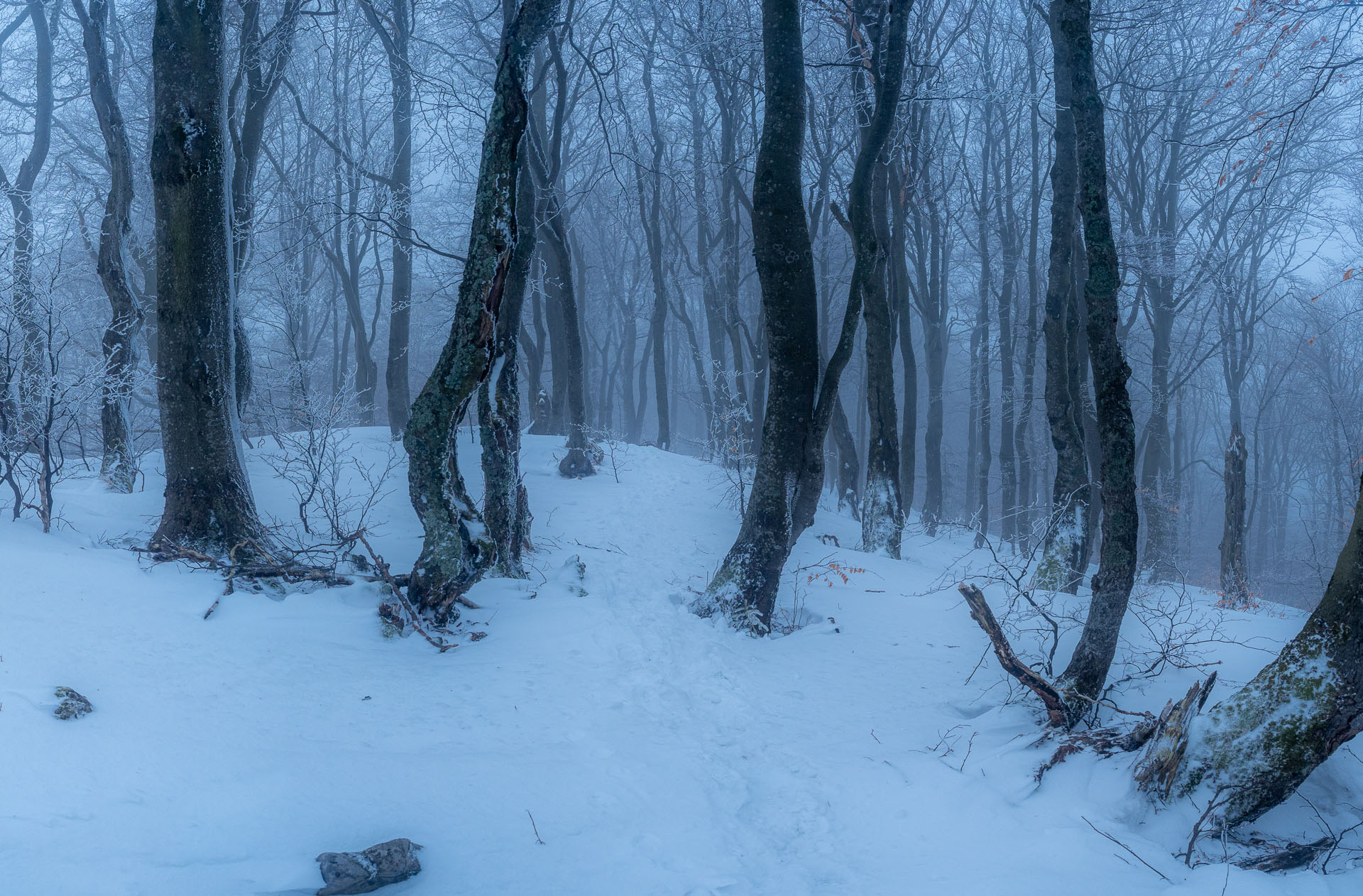 Osnica z Lučivnej (Malá Fatra)