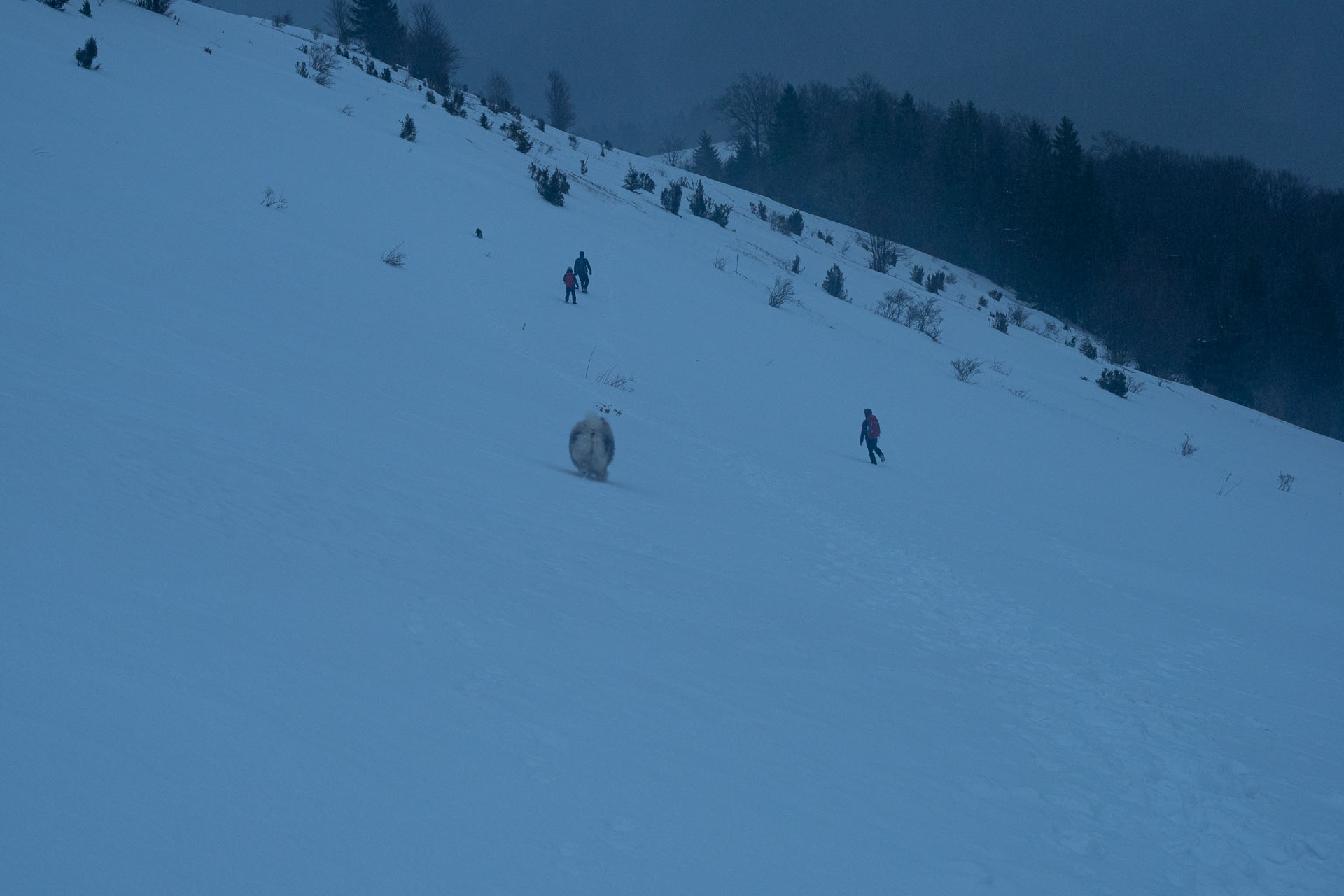 Osnica z Lučivnej (Malá Fatra)