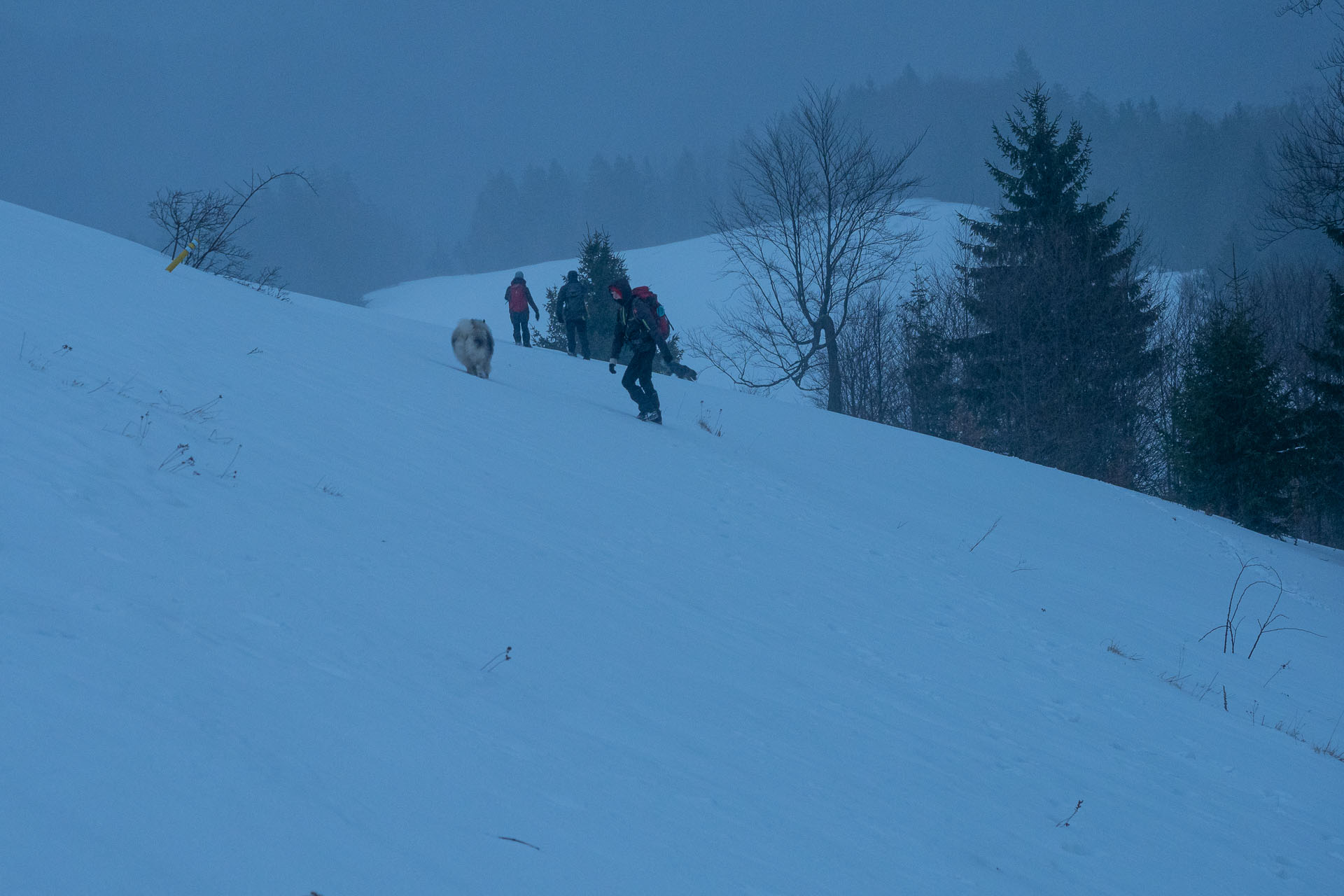 Osnica z Lučivnej (Malá Fatra)