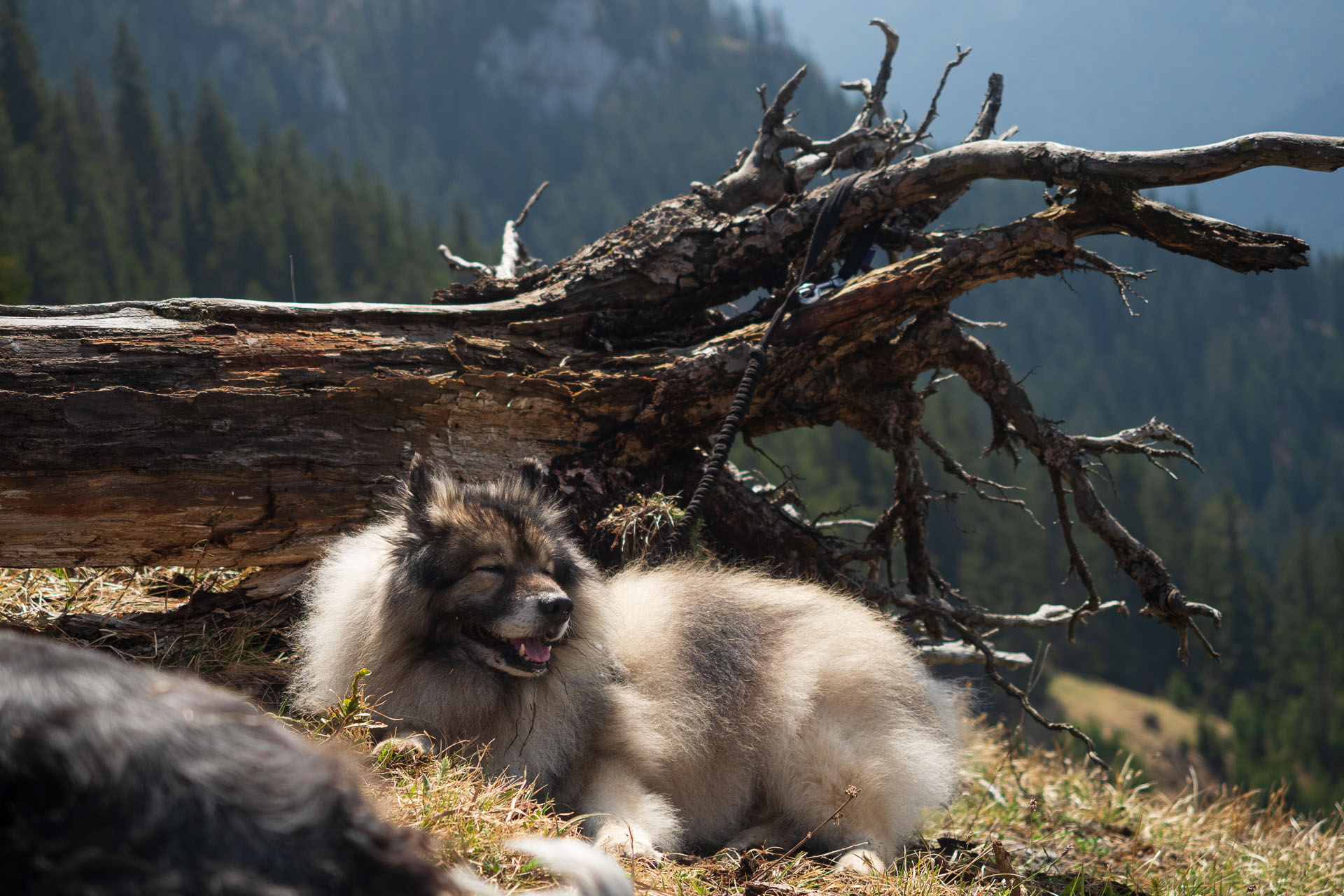 Poludnica z Iľanova (Nízke Tatry)