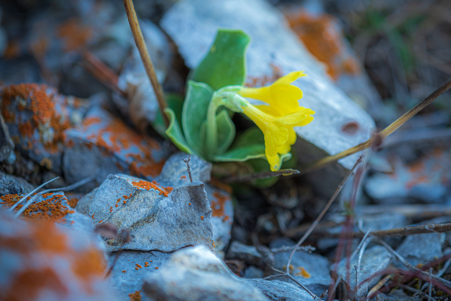 Poludnica z Iľanova (Nízke Tatry)