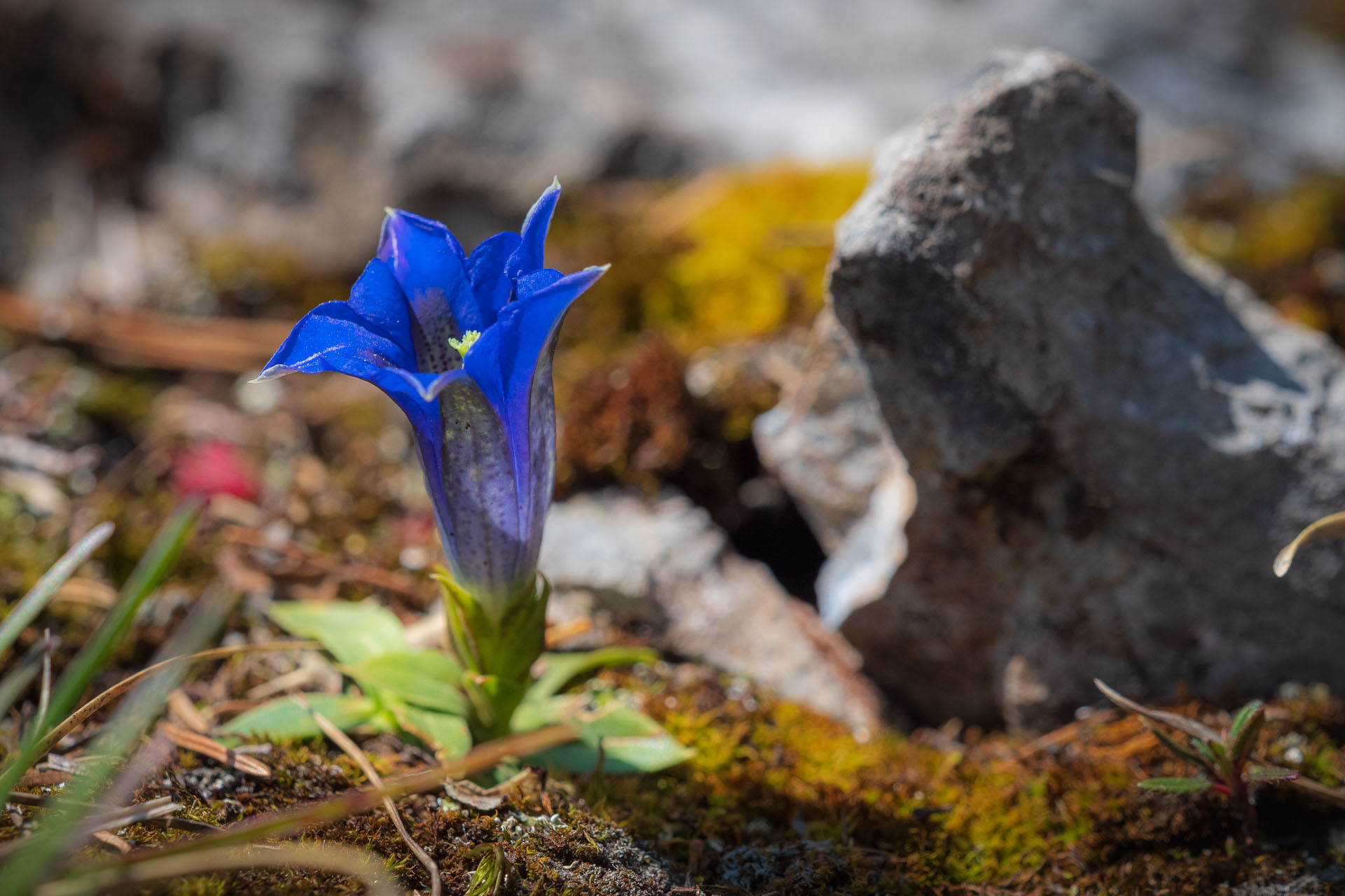 Poludnica z Iľanova (Nízke Tatry)