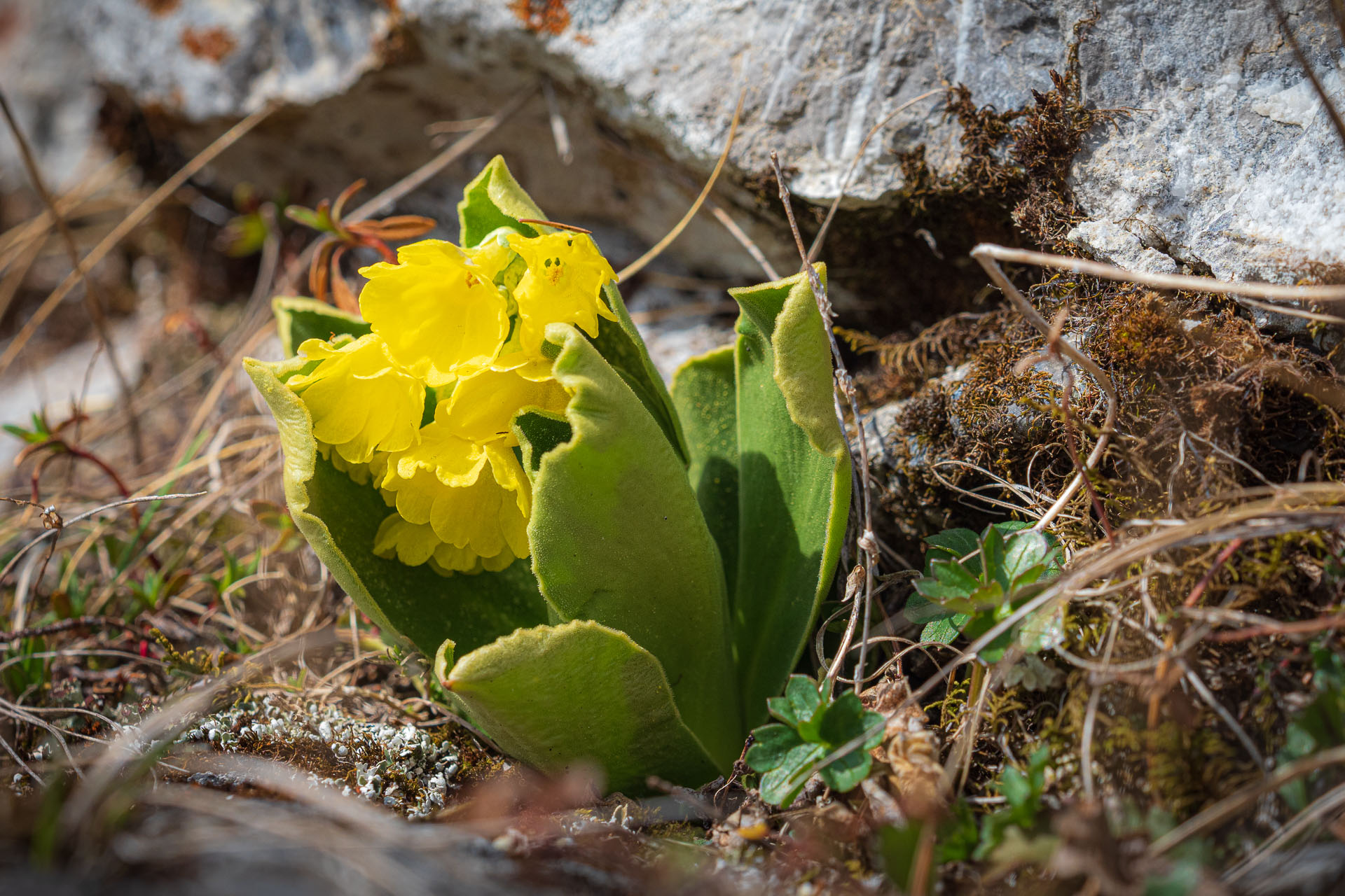 Poludnica z Iľanova (Nízke Tatry)