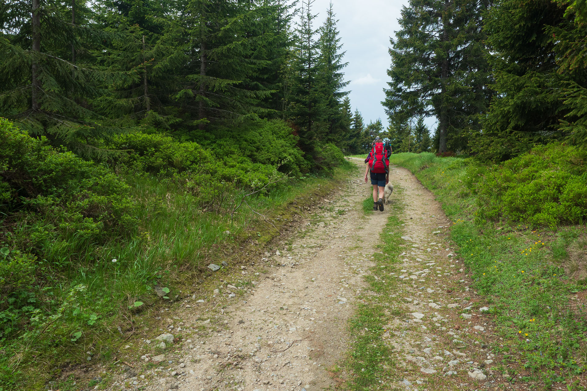 Rakytov od vojenskej zotavovne Granit Smrekovica (Veľká Fatra)