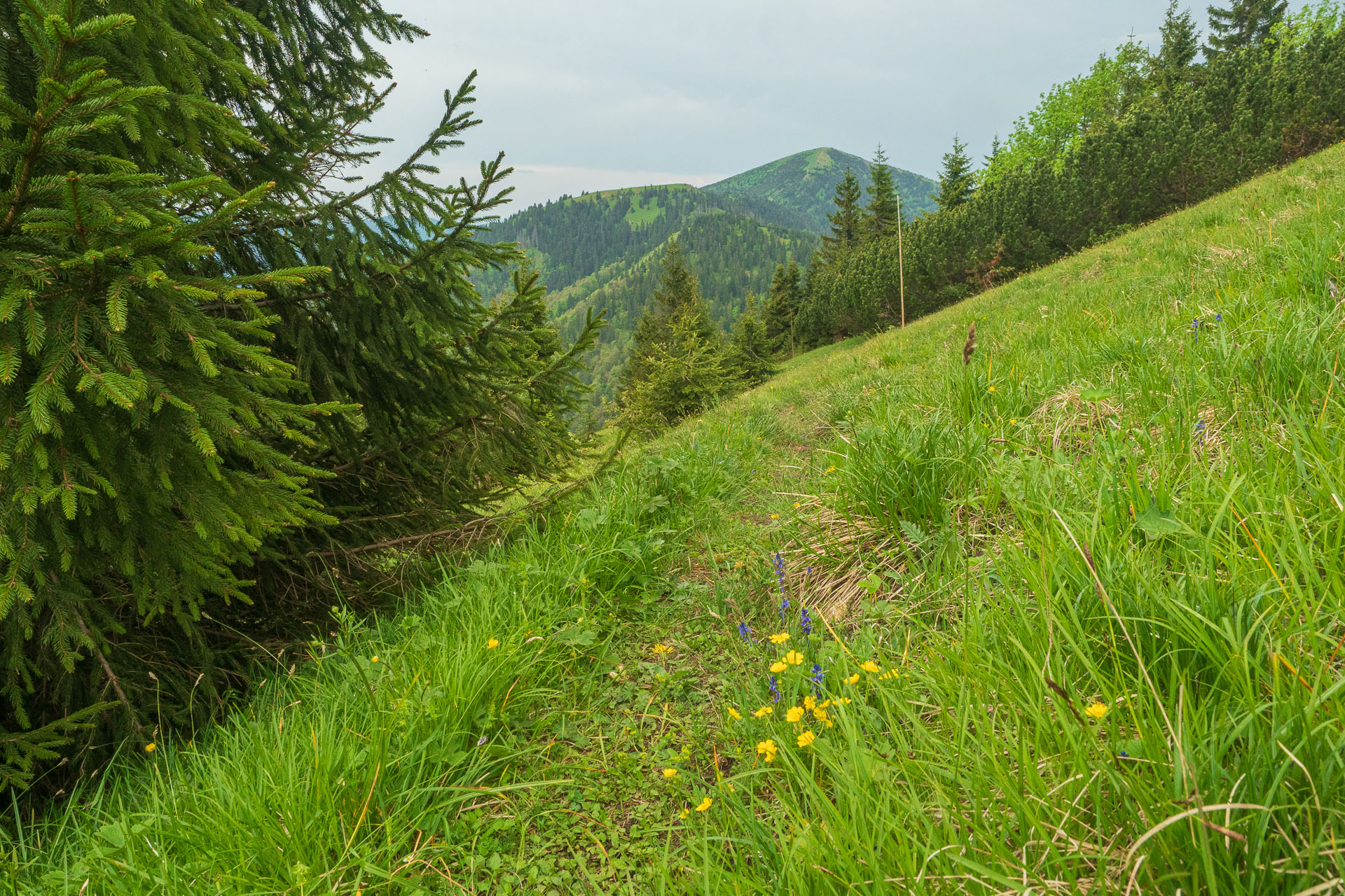 Rakytov od vojenskej zotavovne Granit Smrekovica (Veľká Fatra)