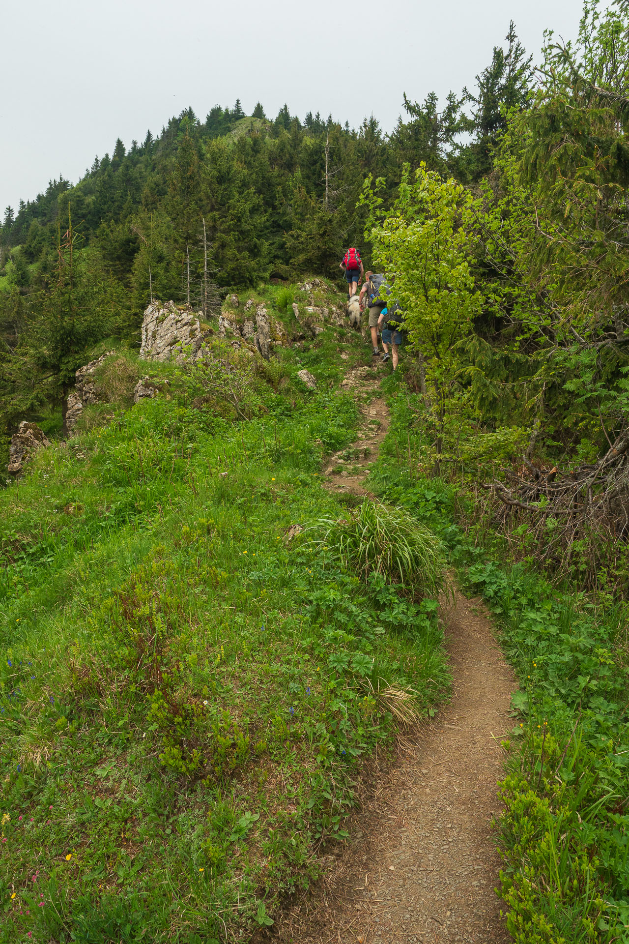 Rakytov od vojenskej zotavovne Granit Smrekovica (Veľká Fatra)