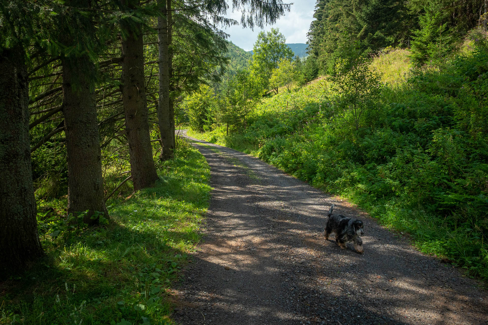 Rovná hoľa z Vyšnej Boce (Nízke Tatry)