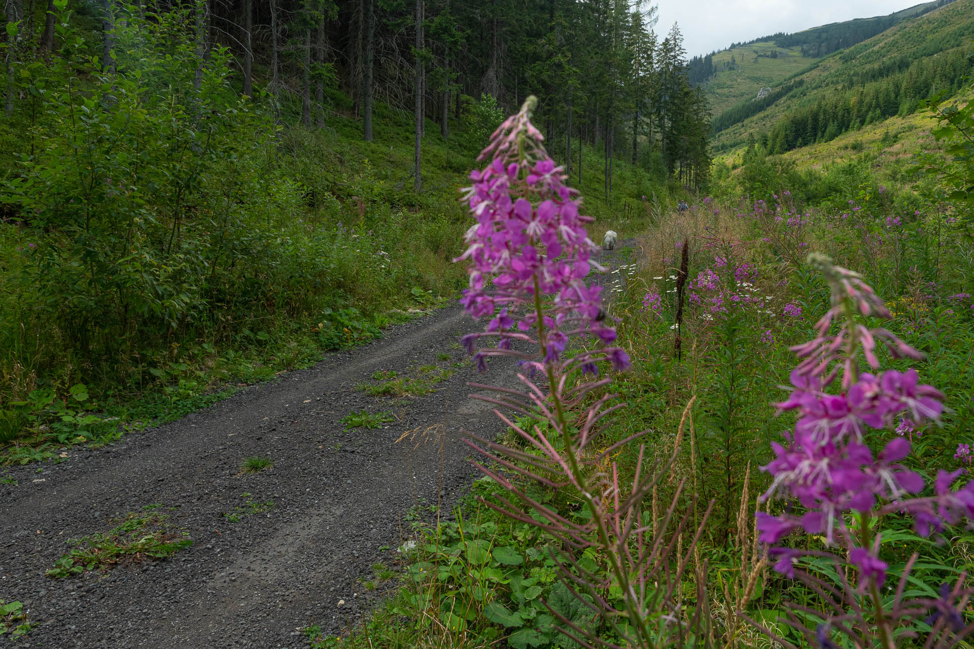 Rovná hoľa z Vyšnej Boce (Nízke Tatry)