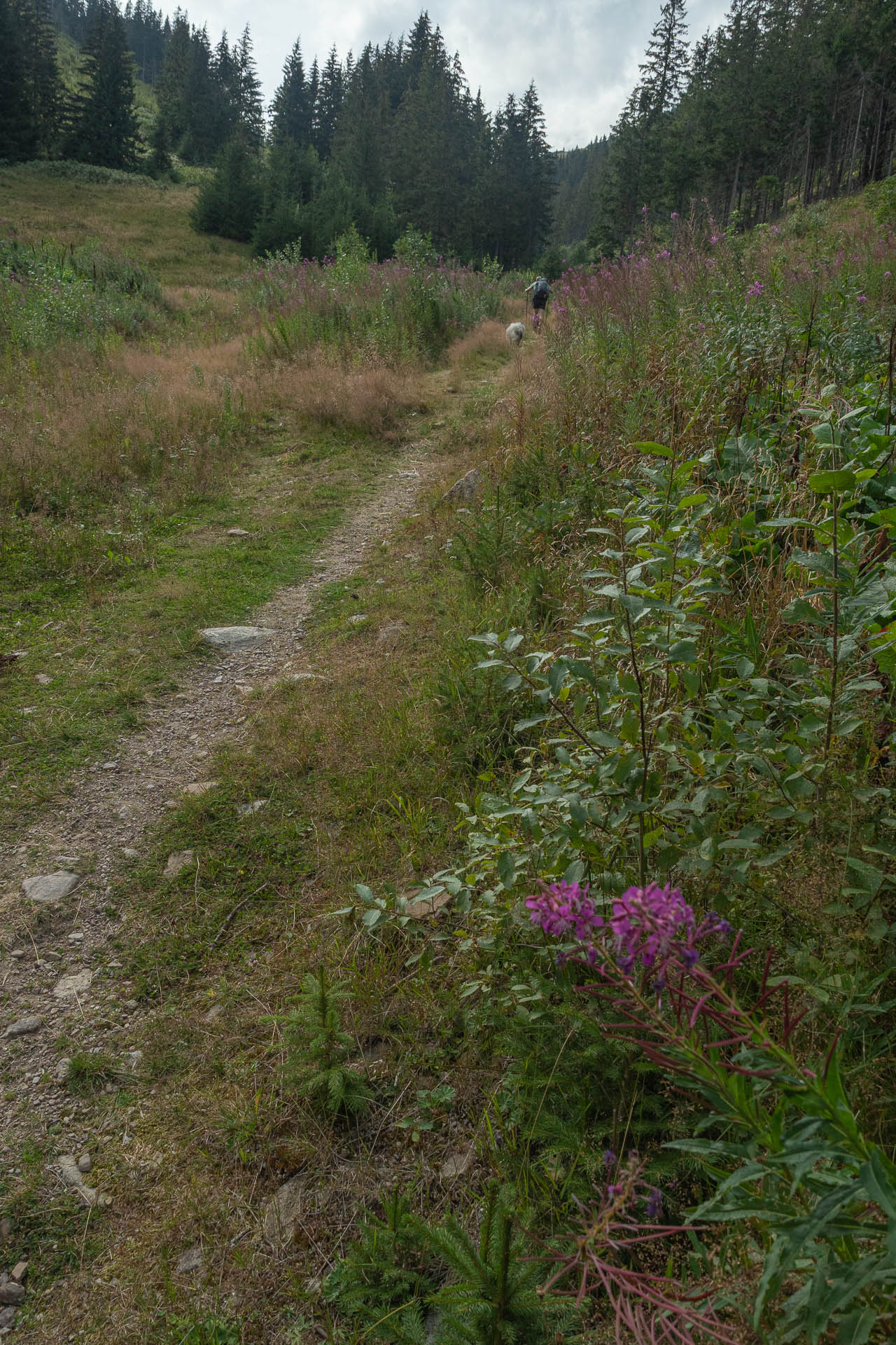 Rovná hoľa z Vyšnej Boce (Nízke Tatry)