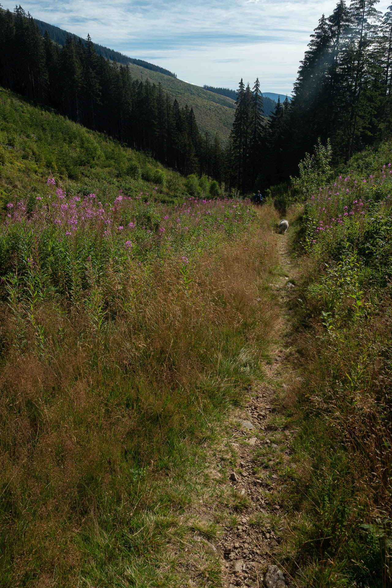 Rovná hoľa z Vyšnej Boce (Nízke Tatry)