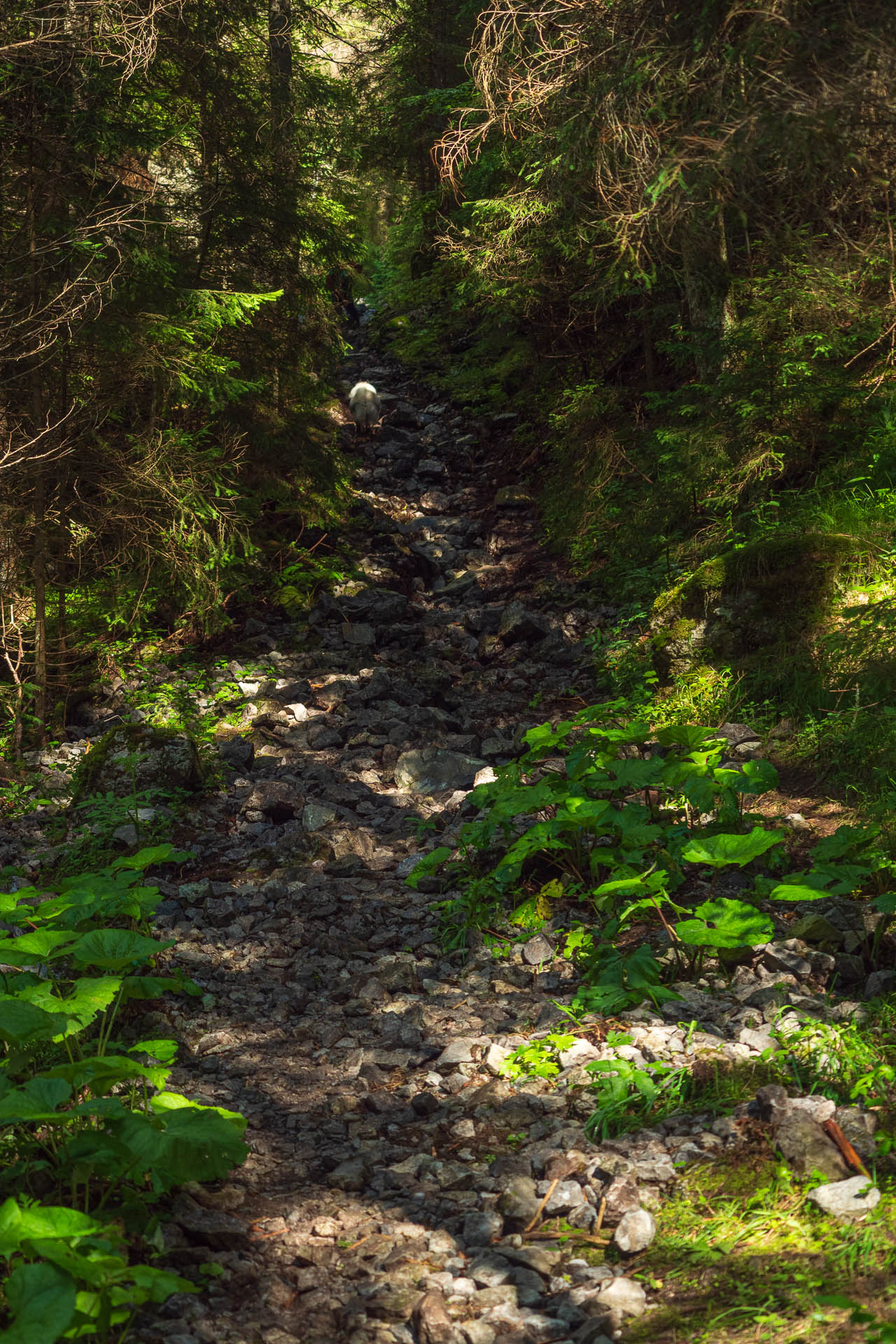 Siná od Demänovskej jaskyne slobody (Nízke Tatry)