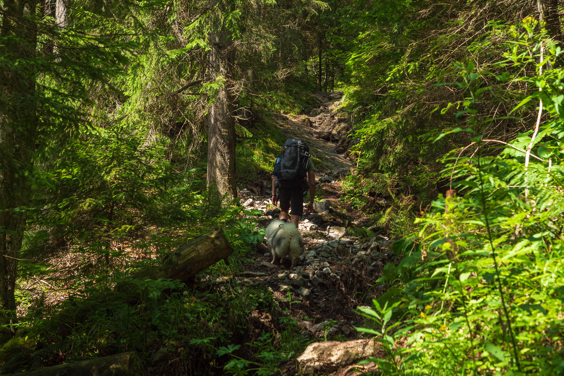 Siná od Demänovskej jaskyne slobody (Nízke Tatry)