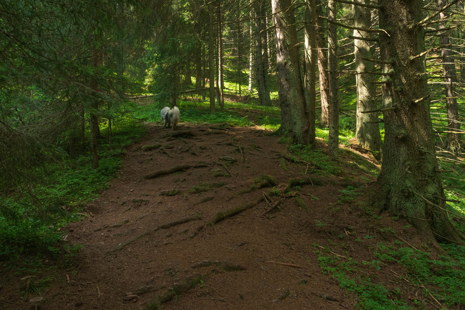 Siná od Demänovskej jaskyne slobody (Nízke Tatry)