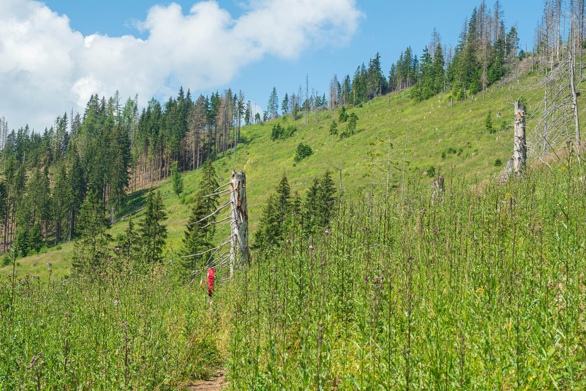 Siná od Demänovskej jaskyne slobody (Nízke Tatry)