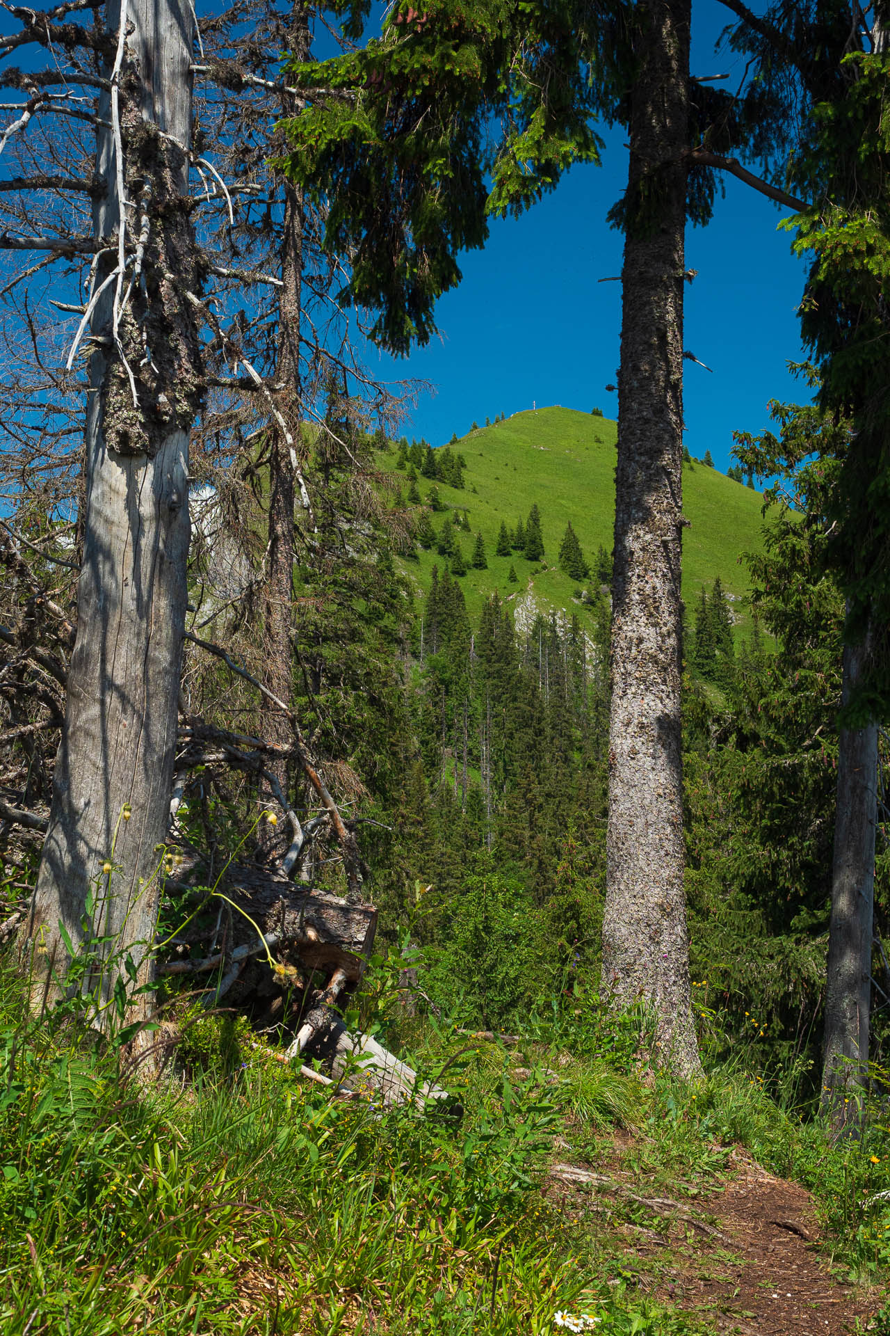 Siná od Demänovskej jaskyne slobody (Nízke Tatry)