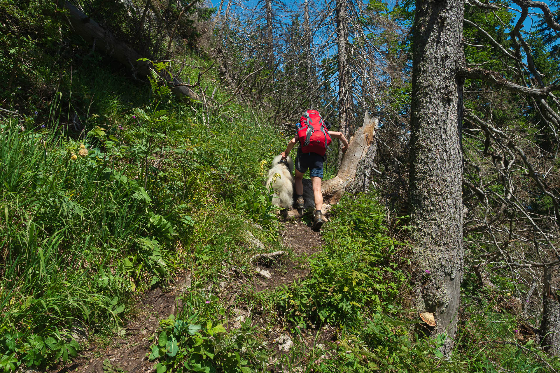 Siná od Demänovskej jaskyne slobody (Nízke Tatry)