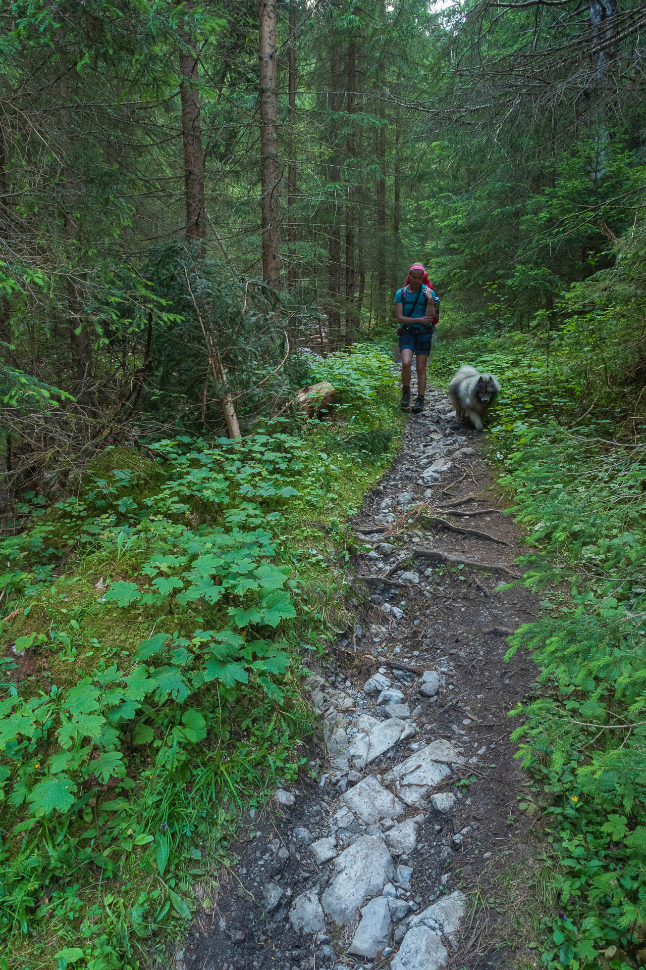 Siná od Demänovskej jaskyne slobody (Nízke Tatry)