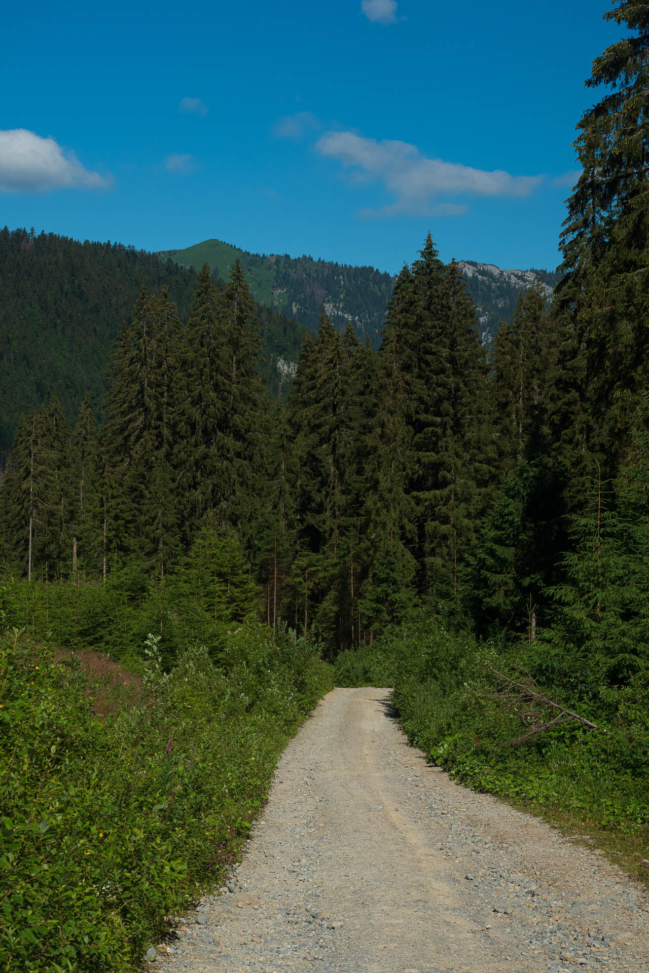 Siná od Demänovskej jaskyne slobody (Nízke Tatry)