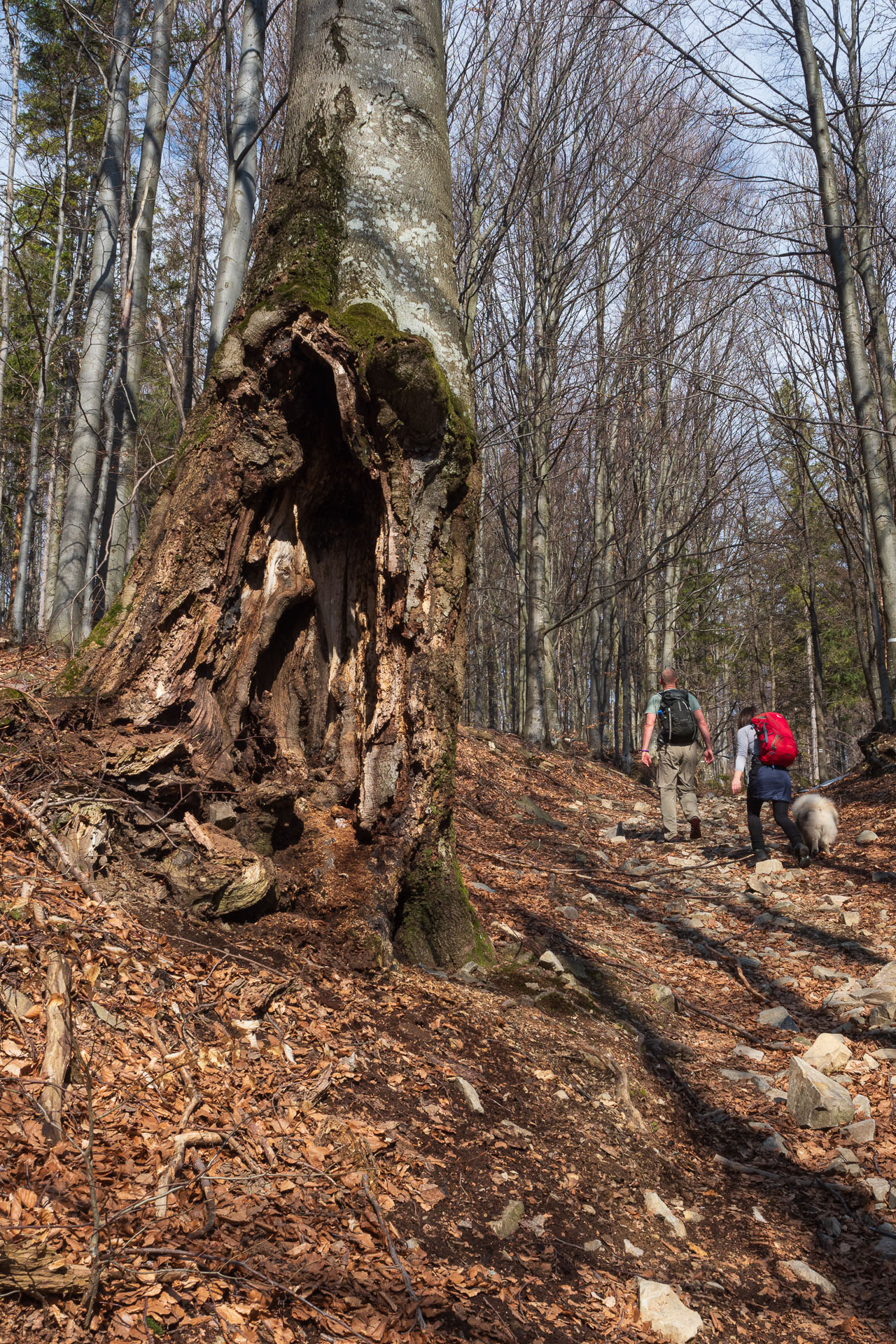 Skalisko z Čučmy (Volovské vrchy)