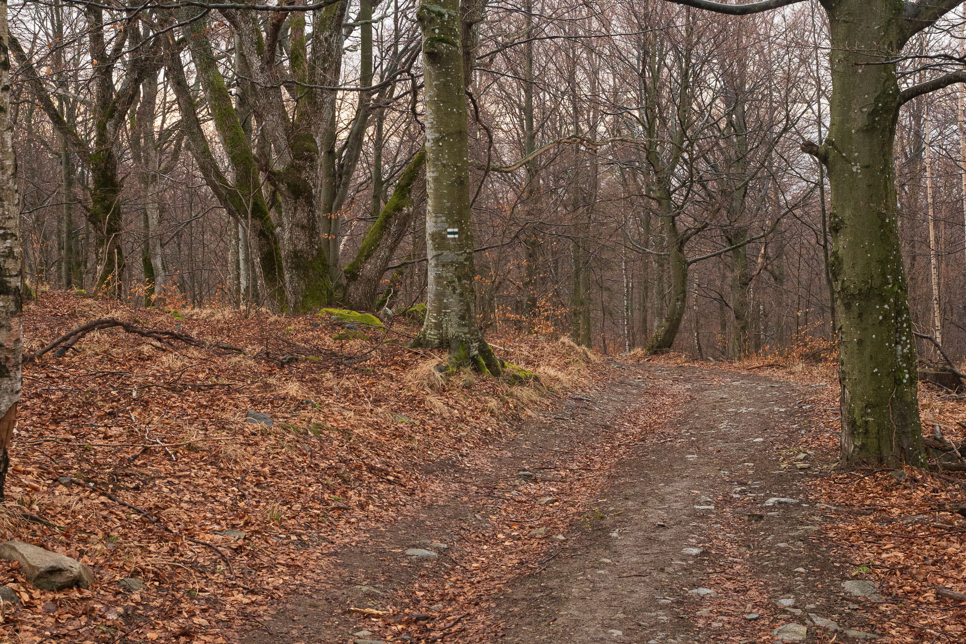 Skalisko z Čučmy (Volovské vrchy)