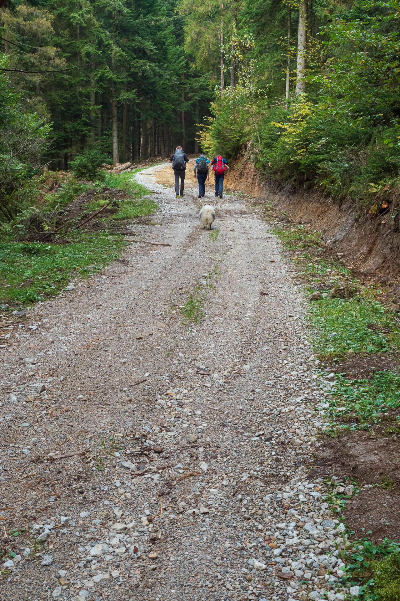 Sľubica z Dúbravy (Branisko a Bachureň)