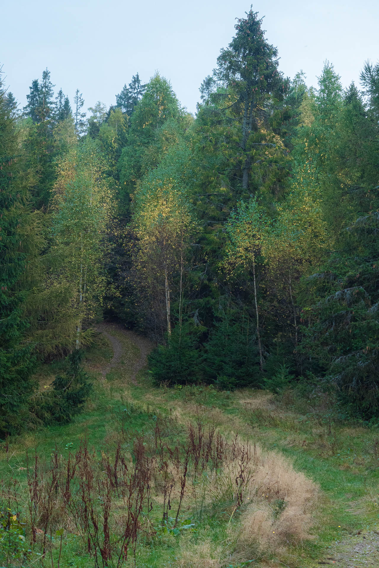 Sľubica z Dúbravy (Branisko a Bachureň)