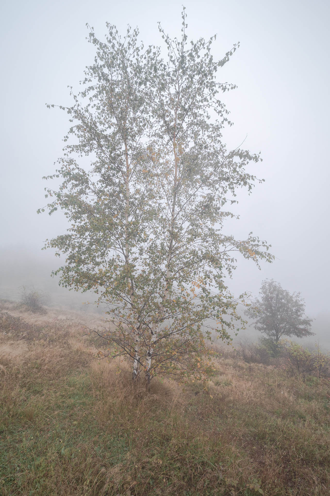 Sľubica z Dúbravy (Branisko a Bachureň)