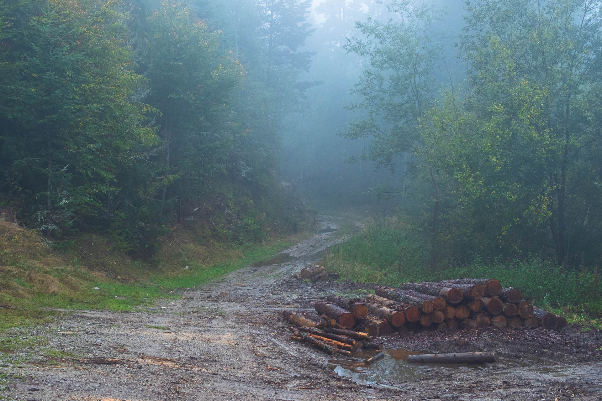 Sľubica z Dúbravy (Branisko a Bachureň)