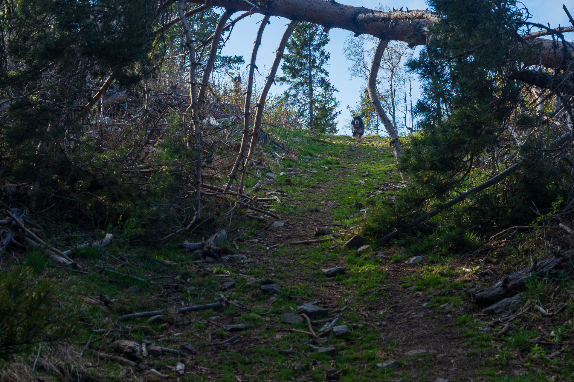 Sľubica z Vojkoviec (Branisko a Bachureň)