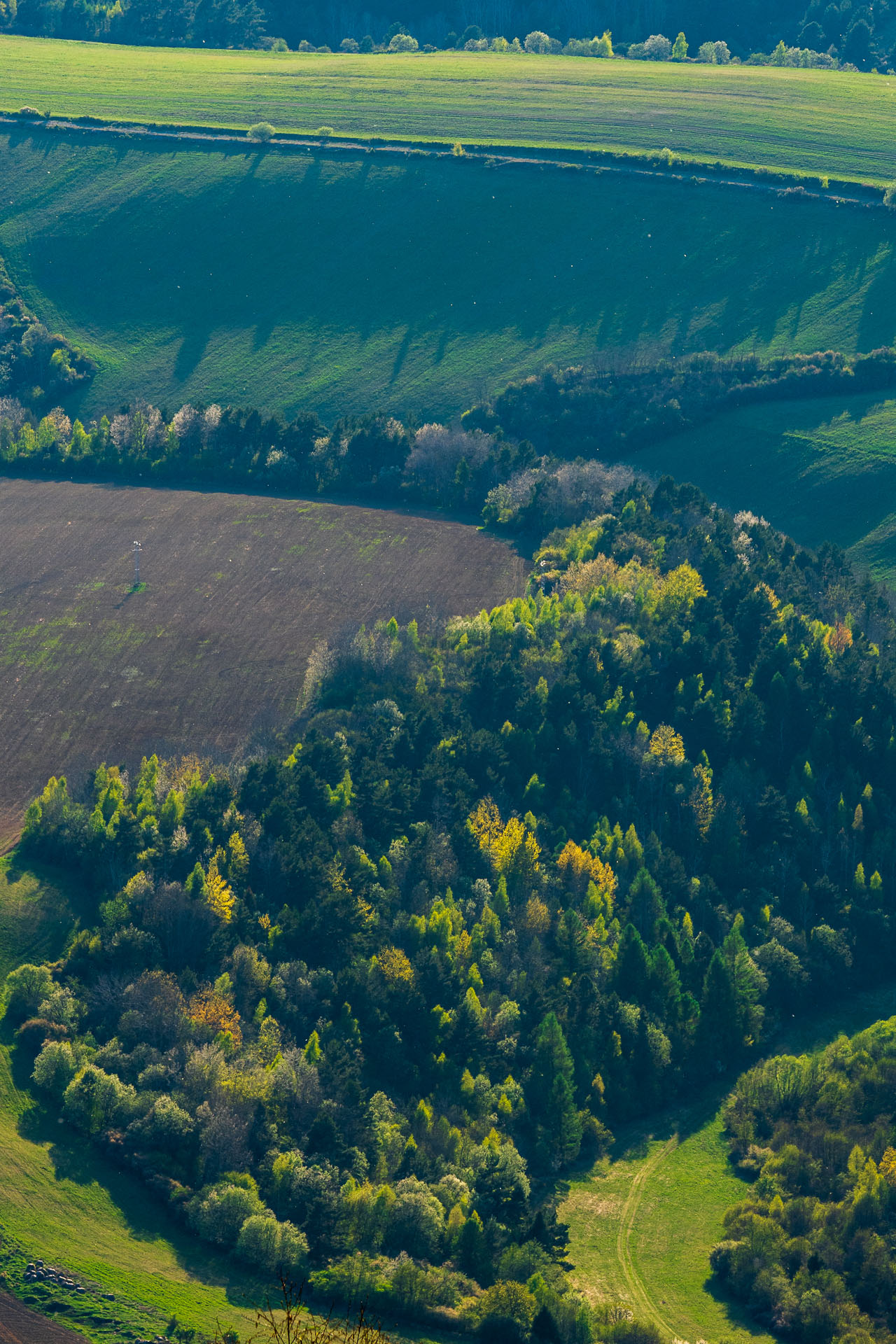 Sľubica z Vojkoviec (Branisko a Bachureň)